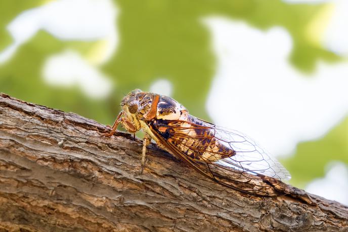 Škržati, žuželke | Družina škržatov ima več kot tri tisoč vrst žuželk, ki jih najdemo po vsem svetu. | Foto Shutterstock