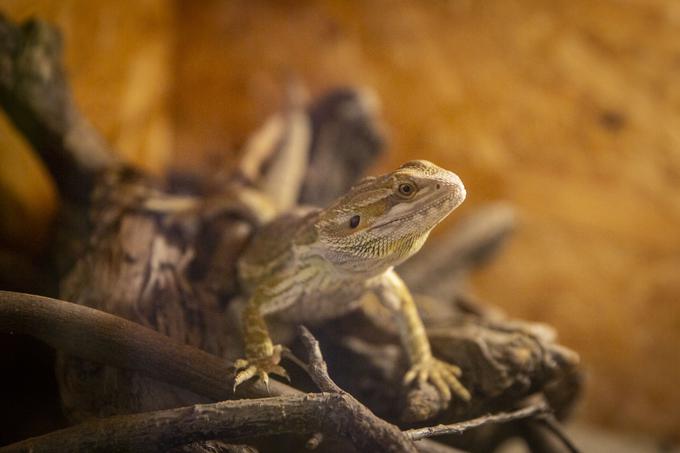 Razstava eksotičnih živali BIOEXO. Kača, pajek, kuščar | Foto: Bojan Puhek