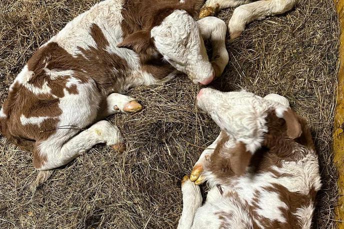 telički | Trije zdravi telički | Foto Veterinarska ambulanta Ljubljana