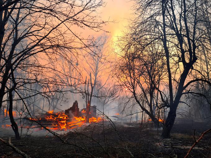 Rastline, ki so iz zemlje na površje prinesle radioaktivne delce, te z gorenjem spuščajo v ozračje.  | Foto: Reuters