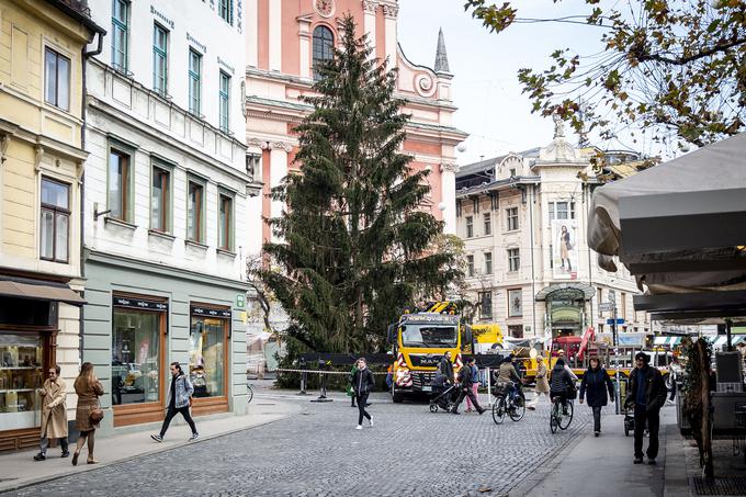 Božična smreka | Foto: Ana Kovač