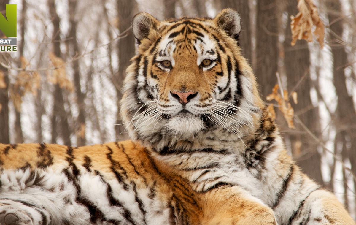 April 2020 na Viasat Nature | Dokumentarna serija Lov na ruskega tigra vam bo predstavila veličastno divjo mačko, ki svobodno živi v divjih gozdovih ruskega daljnega vzhoda. | Foto Off the Fence