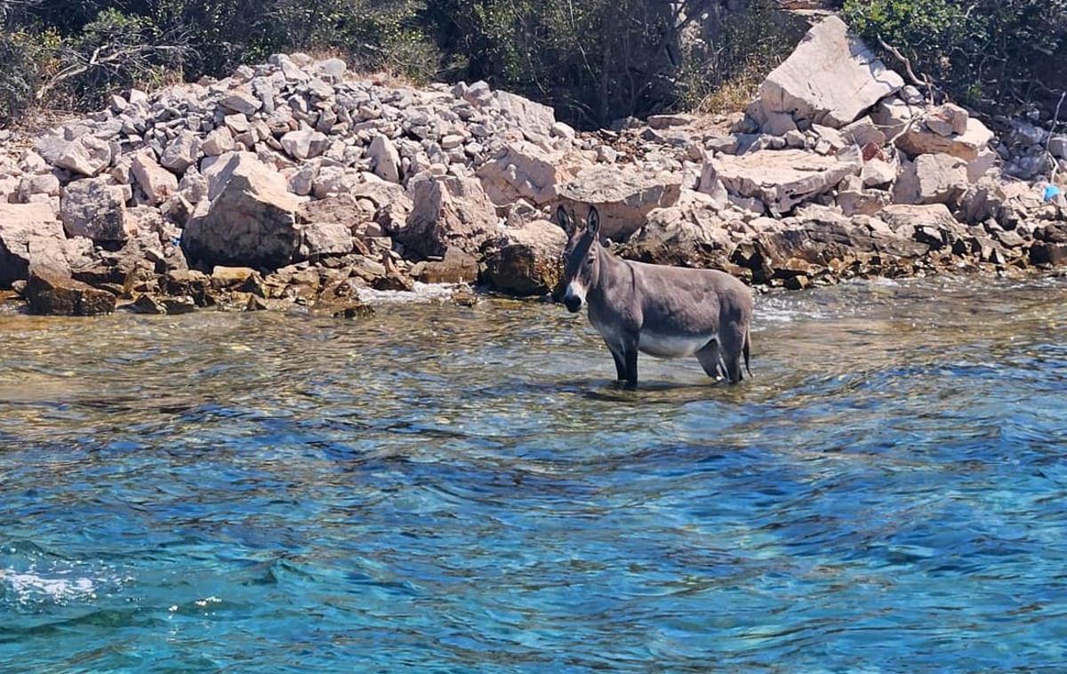 Osliček | Nesrečna žival stoji v morju in ni videti dobro, so društvu sporočili turisti.  | Foto Prijatelji Životinja/FB