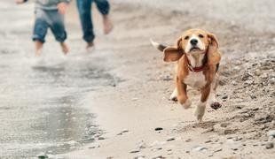 Če na to hrvaško plažo pridete s psom, vam grozi 150 evrov kazni