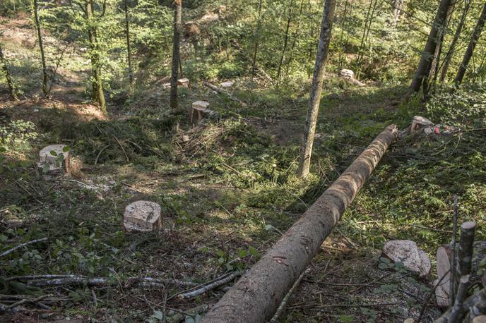 Gozd | Foto Matej Leskovšek