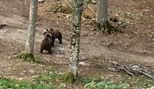 V objektiv ujela mamo medvedko, kako ščiti svojega mladiča #video