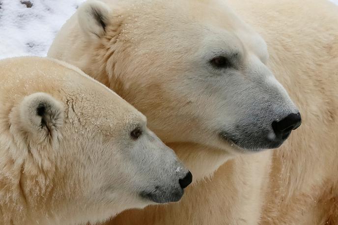 polarni medvedi | Foto Reuters