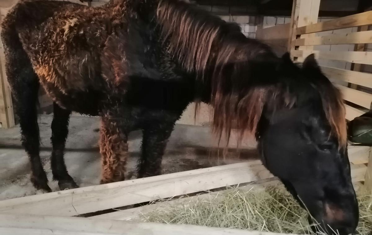 Društvo za zaščito konj Velenje je v svoj hlev na Polzeli sprejelo zanemarjenega in izmučenega konja Maxi Liona. | Foto Facebook Društvo za zaščito konj