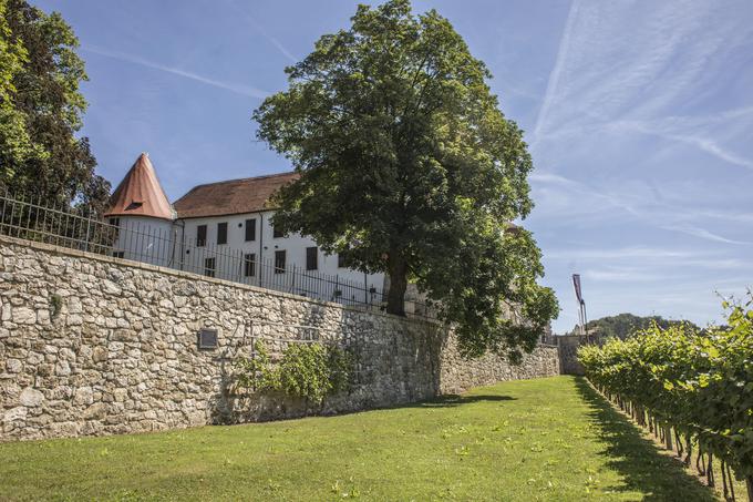 Pod sevniškim gradom je ob vinogradu modre frankinje zasajena tudi potomka mariborske stare trte. | Foto: Matej Leskovšek