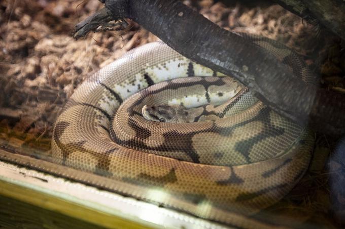 Razstava eksotičnih živali BIOEXO. Kača, pajek, kuščar | Foto: Bojan Puhek