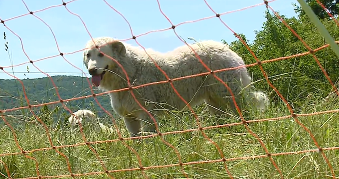 Psi čuvaji lahko uspešno odženejo volkove in medvede. | Foto: Planet TV