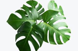 Monstera: kraljica rož