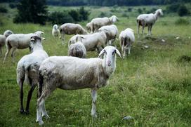 Družinska kmetija Sedmak pastirski psi tornjaki pes Pivka