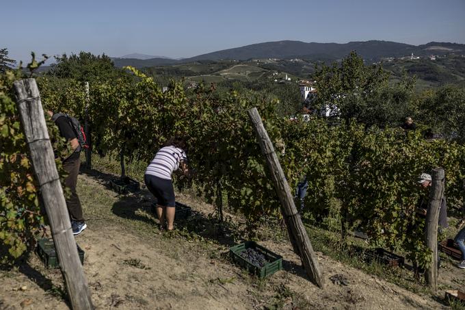 Trgatev Goriška Brda | Foto: Ana Kovač