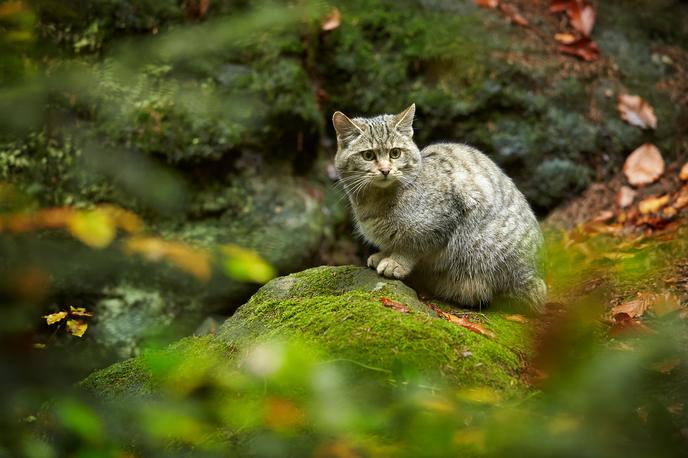 evropska divja mačka, divja žival | Na posnetek so ujeli tudi redkeje videno evropsko divjo mačko. (Fotografija je simbolična.) | Foto Shutterstock