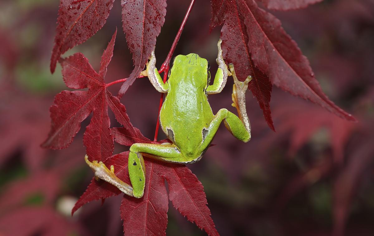 žaba | Foto Thinkstock