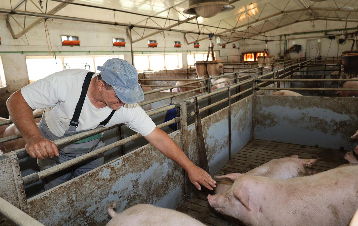 prašič, svinja, pujs, prašičereja | Status družbe Farme Ihan se spreminja iz portfeljske v strateško. | Foto Farme Ihan