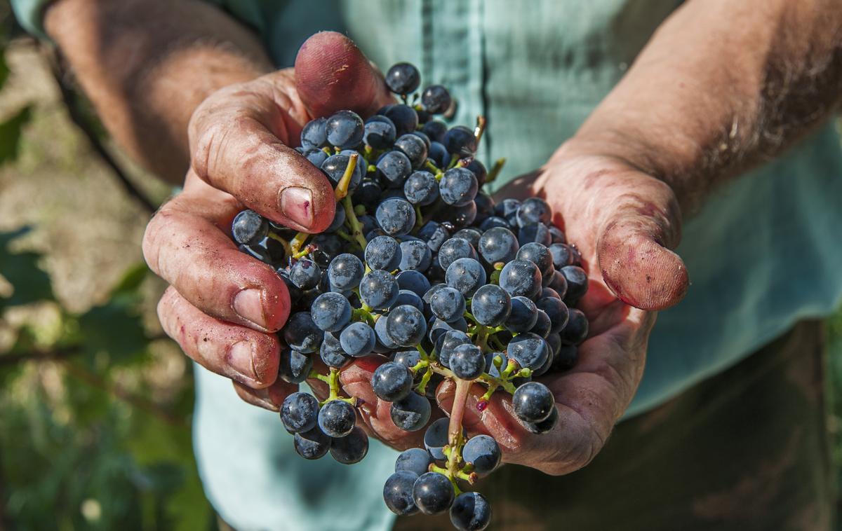 grozdje | Grozdje prihaja iz Strumice v Severni Makedoniji, dobavljeno je bilo med 13. in 26 septembrom, kupci so bili o neskladnem grozdju obveščeni včeraj. Obstaja verjetnost, da so ga kupci že pojedli. Kot poroča portal N1 se je grozdje znašlo tudi na jedilnikih slovenskih šolarjev. | Foto Shutterstock