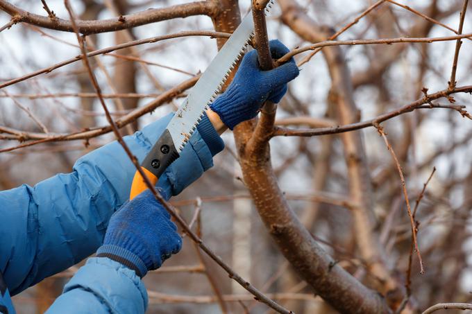 Pri obrezovanju si pomagamo z različnimi orodji, ki morajo imeti nabrušena rezila. | Foto: Shutterstock