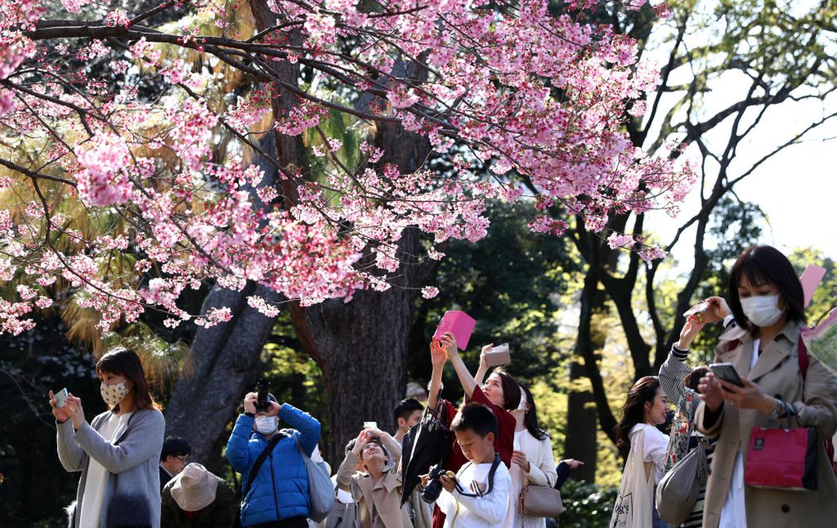 Japonska koronavirus | Na Japonskem se soočajo z drugim valom okužb z novim koronavirusom. Eden od sprožilcev za porast okužb naj bi bil zadnji marčevski konec tedna, ko so Japonci množično drli na občudovanje cvetenja češenj v Tokiu, Osaki, Kjotu in drugih japonskih mestih. Okužbe naj bi se prav tam začele nekontrolirano širiti.   | Foto Getty Images