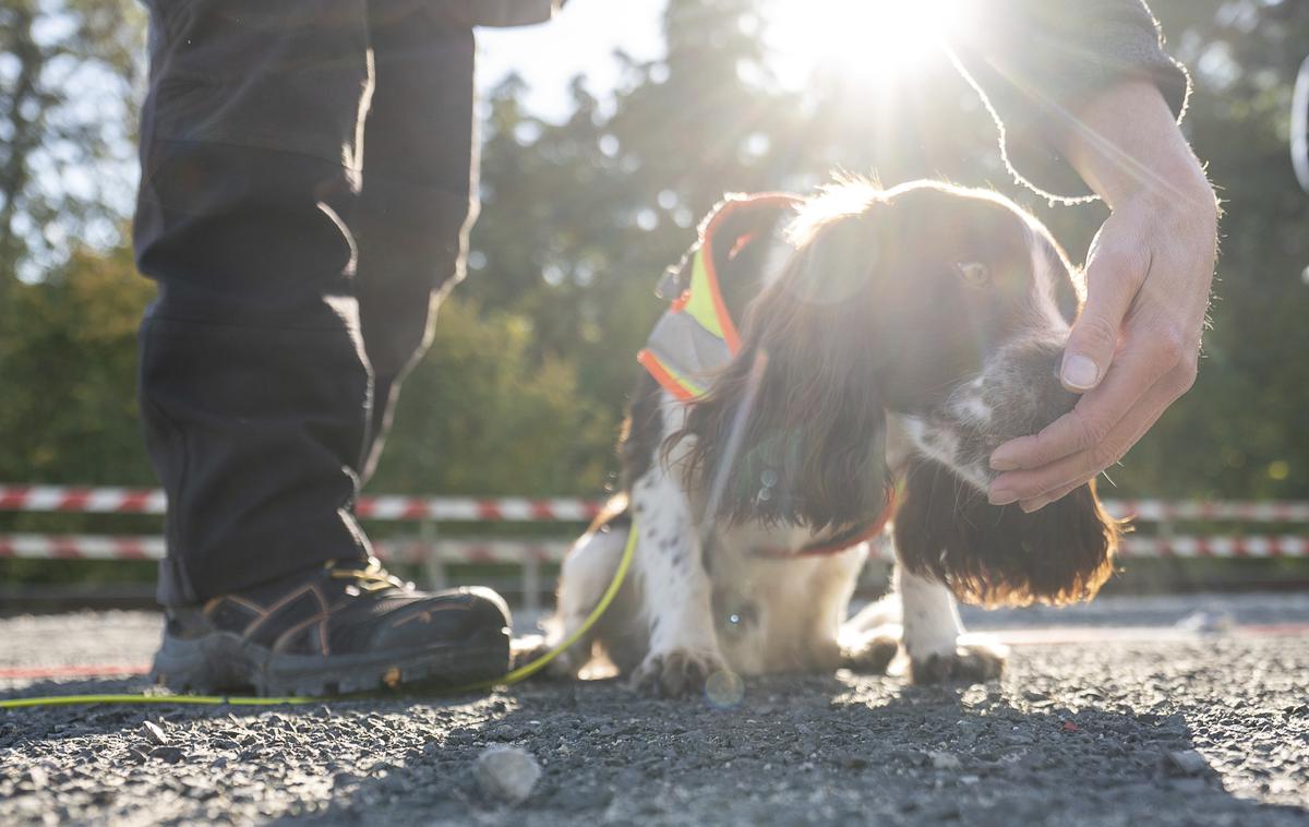 KUŽA | Čeprav se psi kot oblika nadzora uporabljajo že desetletja, so se jim ekologi z vsega sveta začeli resno posvečati šele pred kratkim, izhaja iz študije, objavljene marca v britanski reviji Methods in Ecology and Evolution. | Foto Guliverimage