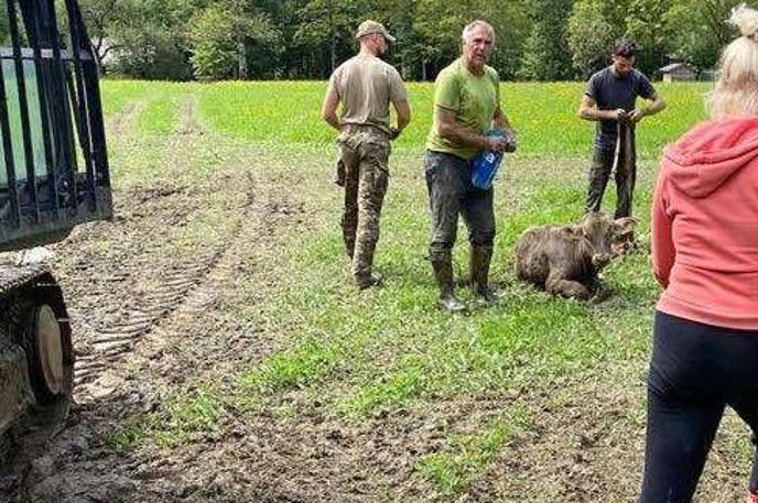 Teliček Gomzi | Foto Slovenska vojska / Twitter