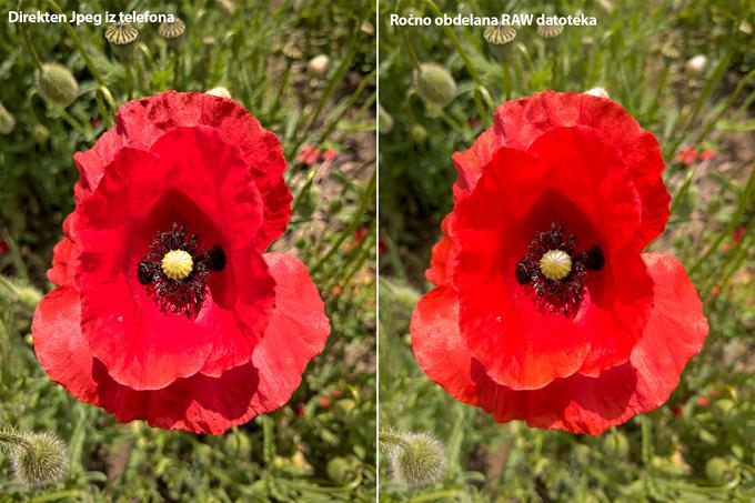 Fotografijo na levi je obdelal telefon. Čeprav je na prvi pogled lepša, barve na njej delujejo nenaravno. Poleg tega je dodane preveč ostrine, ki izbriše nekatere podrobnosti. Na desni strani smo se malce poigrali z neobdelanim posnetkom iste fotografije. Rezultat so veliko bolj naravne barve in bolje ohranjene podrobnosti znotraj cveta. Datoteke RAW iz Nokie 9 resnično vsebujejo veliko podatkov, ki pa jih samodejna obdelava JPEG zanemari. | Foto: Peter Susič