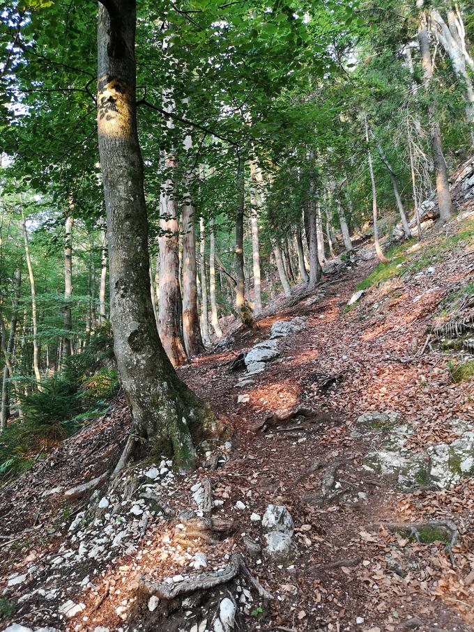 Približno uro vam bo vzela strmina nad Mojstrano, ki ima legendaren sloves. | Foto: Matej Podgoršek