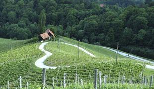 Na spomladansko pokušino štajerskih vin