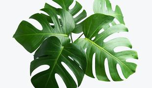 Monstera: kraljica rož