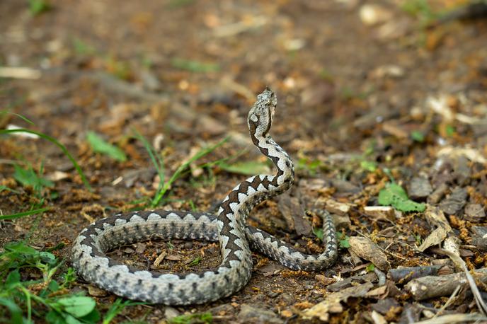 Modras | Plezalčevo stanje se je hitro izboljšalo po zdravljenju s protistrupom, so sporočili s Centra za klinično toksikologijo in farmakologijo na UKC Ljubljana. | Foto Shutterstock