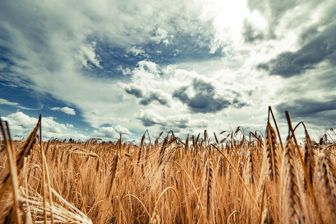 Slovenske kmete zelo skrbijo tudi razmere na trgu, ne zgolj letošnja letina.  | Foto: Shutterstock