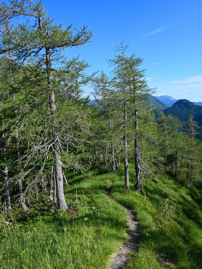 Po grebenu proti pobočjem Cjanovce | Foto: Matej Podgoršek