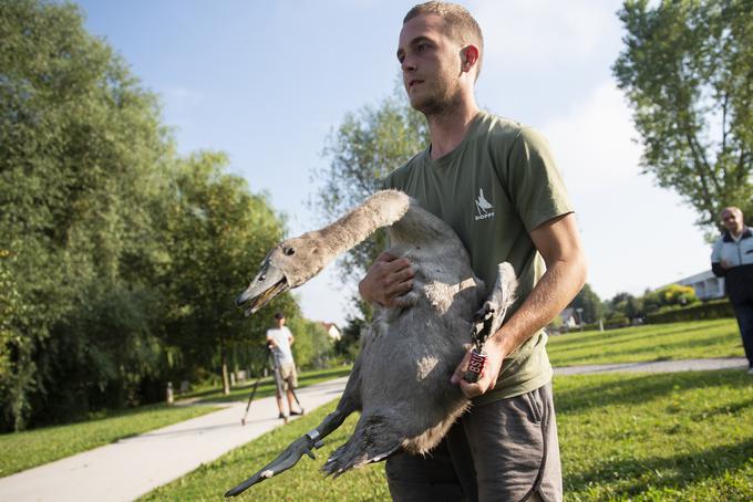 labodi Koseze Koseški bajer obročkanje | Foto: STA ,