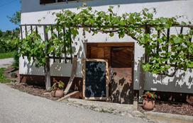 Ekološka kmetija Valentan Vodole Malečnik vino vinograd