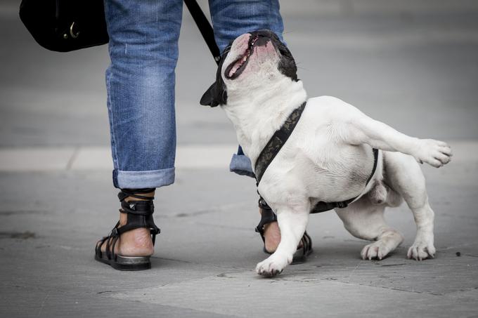 Rodila se je zamisel o digitalni ovratnici za hišnega ljubljenčka: ta je na vašem ljubljenčku in povezana z vašim pametnim telefonom.  | Foto: Ana Kovač