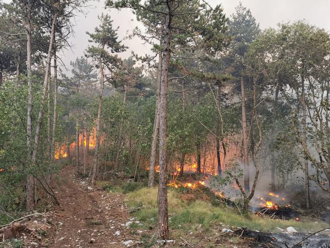 Požar na Krasu | Foto: Civilna zaščita Severne Primorske