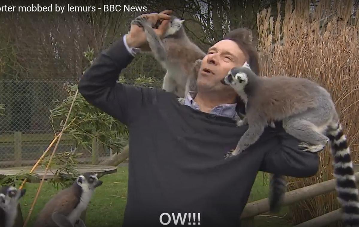 lemur, BBC | Foto YouTube / BBC