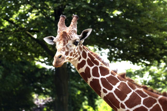 Žirafa samec Gal | Foto ZOO Ljubljana