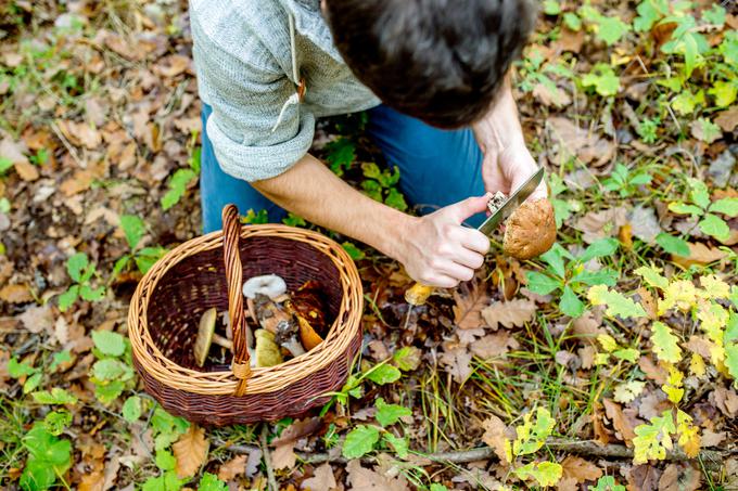 Količina nabranih gob je omejena z dvema kilogramoma, v nasprotnem primeru vas lahko doleti kazenska globa v višini 208 evrov.  | Foto: Thinkstock