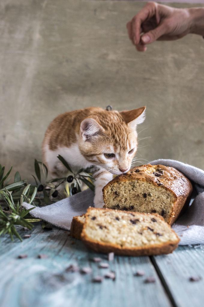 Mucek Ginger se je izkazal za odličnega statista. | Foto: Matej Leskovšek