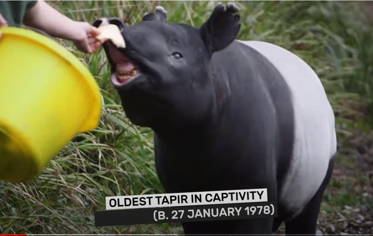 tapir, Kingut | Kingut je bil najstarejši tapir na svetu. | Foto YouTube