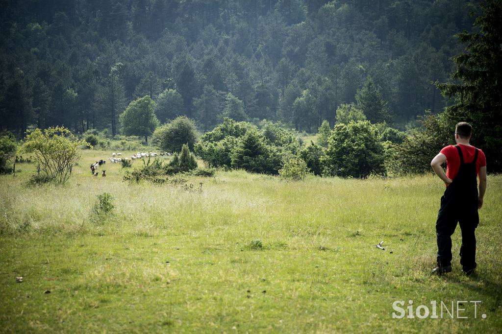 Družinska kmetija Sedmak pastirski psi tornjaki pes Pivka