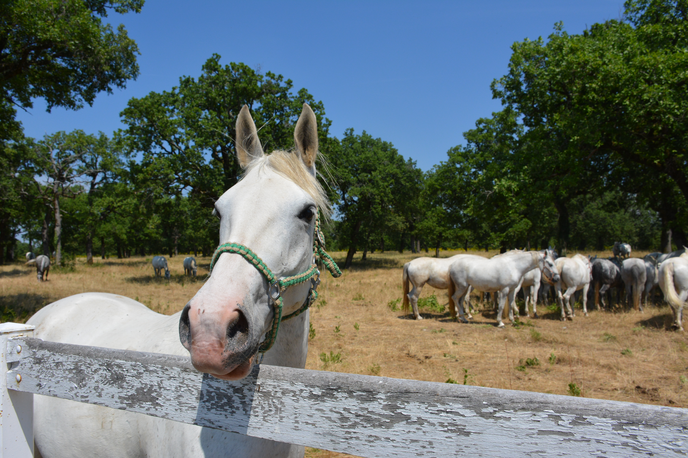 Kobilarna Lipica | Uradni veterinarji so ob pregledu predmetne zadeve zaznali, da tudi posamezne druge živali niso v optimalni kondiciji, zato bodo z nadzorom nadaljevali, kar pomeni, da bo izveden celovit nadzor. | Foto Andreja Lončar