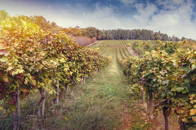 Šumadija vinograd | Slika je simbolična. | Foto Thinkstock