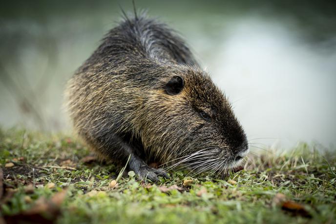 nutrija | Nameravni odlov nutrij na območju krajinskega parka Ljubljansko barje je sicer v zadnjih tednih v delu javnosti naletel tudi na odzive neodobravanja in pozive k podpisu peticije "proti poboju nutrij". | Foto Ana Kovač