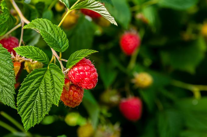 maline | Foto: Thinkstock