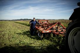 Kmetija majerič Branko Ptuj Ptujski lük čebula ohranitveno kmetijstvo