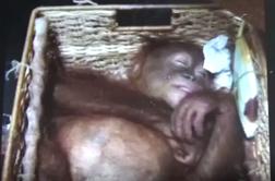 Turist v prtljagi tihotapil omamljenega orangutana #video