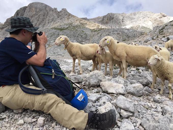 Kofler se zaradi varnosti s strankam dogovori, da jih bo med turo fotografiral sam in jim pozneje fotografije poslal, a zanimivosti na poti je toliko, da jim fotografiranja ne more preprečiti. Na fotografiji: Japonec, ki se je navduševal nad pašo ovac na visoki nadmorski višini. | Foto: Osebni arhiv